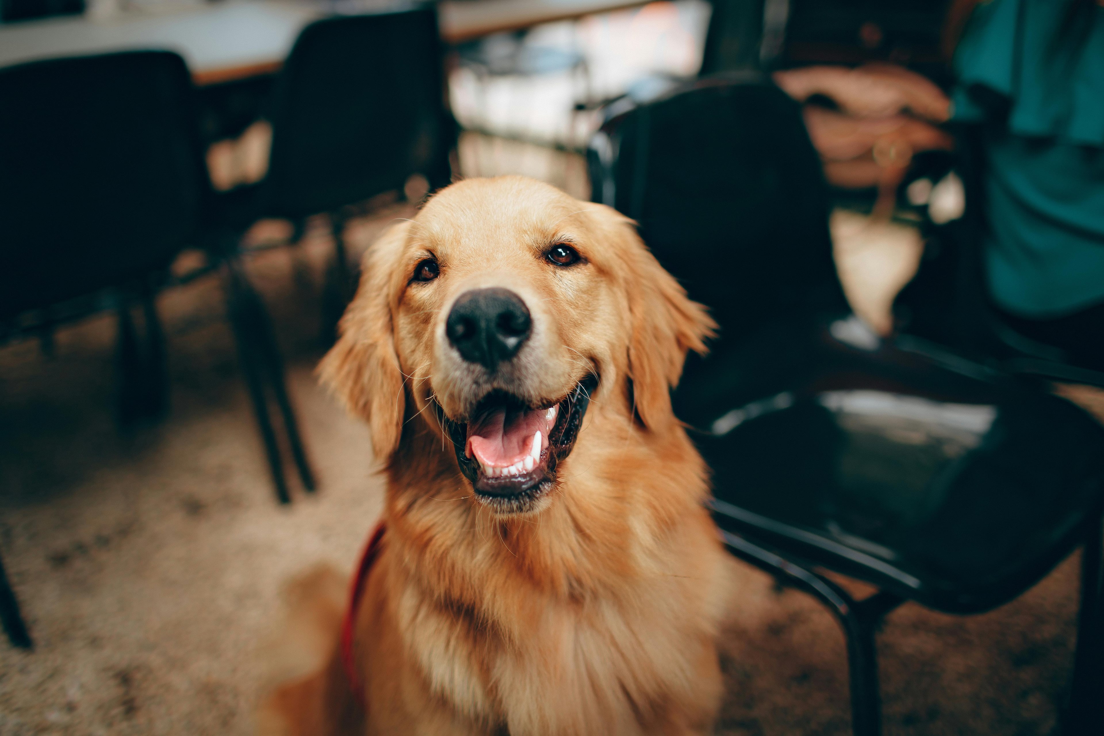 Un chien heureux dans un parc